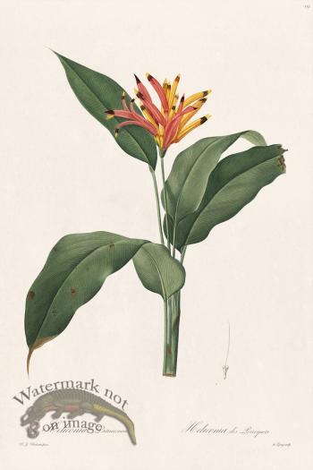 Les Liliacees Redoute 151